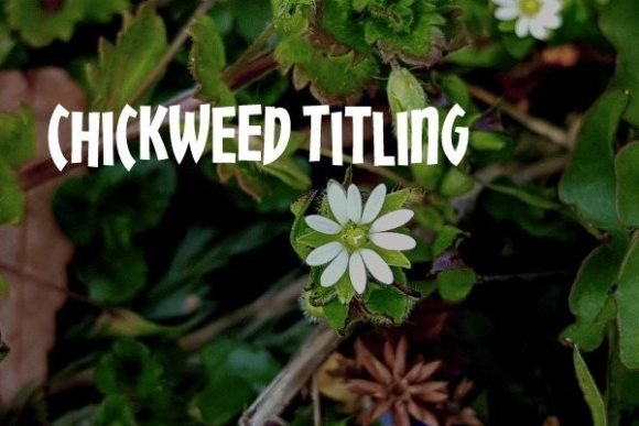 Chickweed Titling: Your Go-To for Headlines with Personality